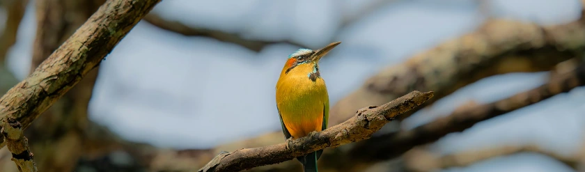 a small yellow bird sitting on top of a tree branch
