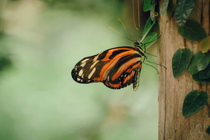 a butterfly on a tree